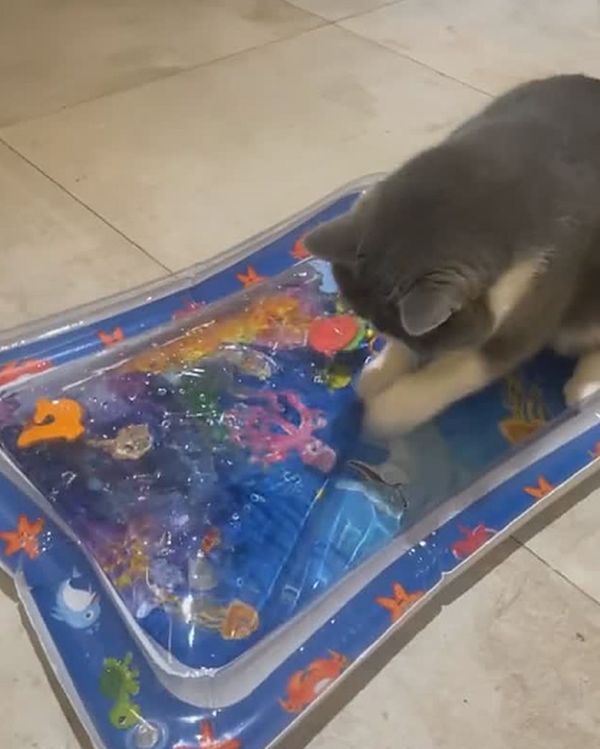Su oyun matında oynayan kedi