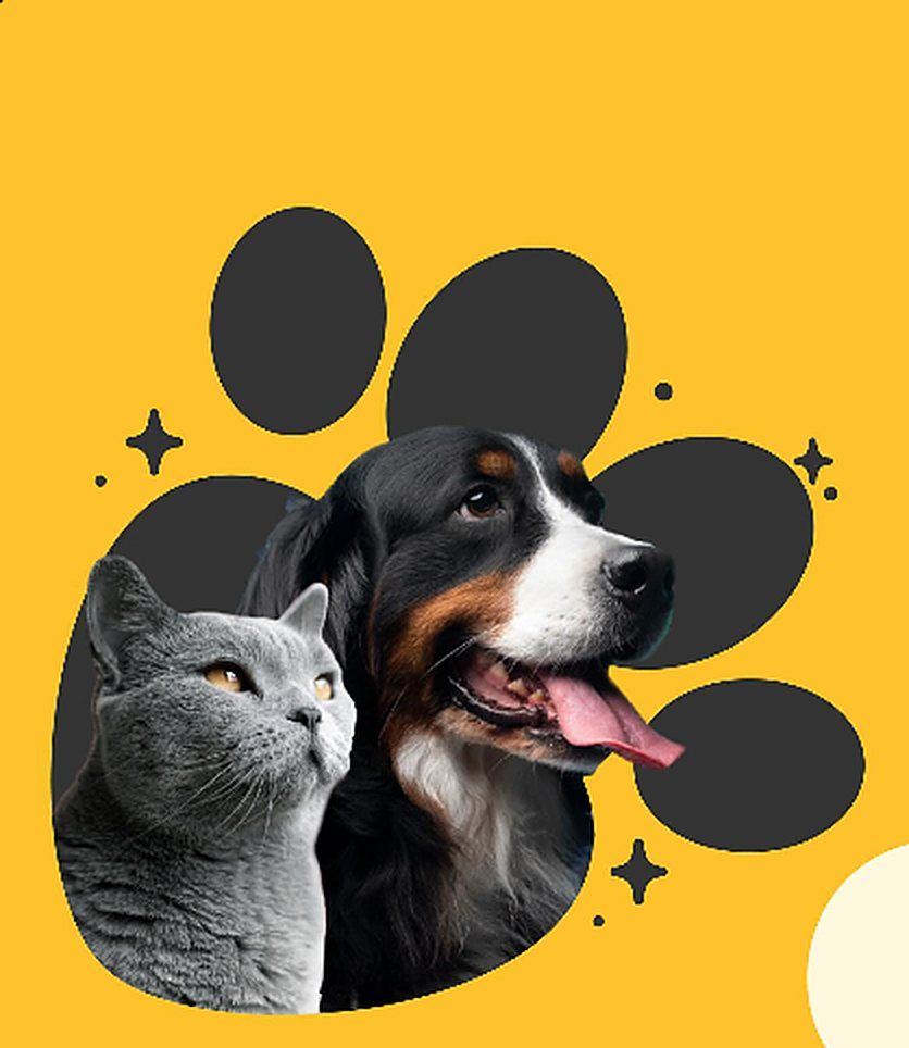 Bay Petshop tanıtım görseli: sarı zemin üzerinde bir kedi ve bir köpek